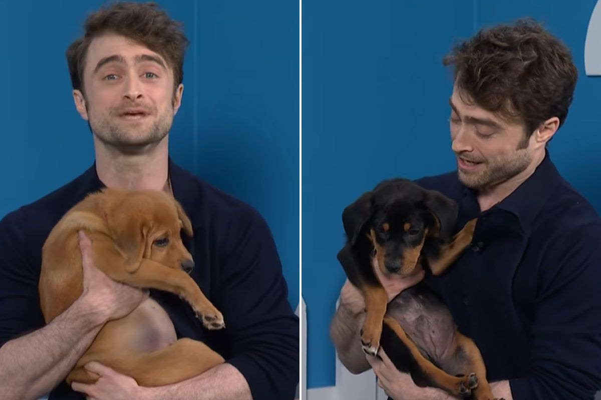 harry potter star promotes puppy adoptions