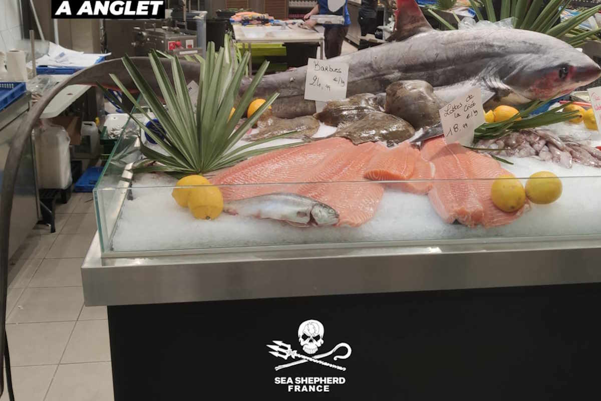 endangered species sold at french supermarket