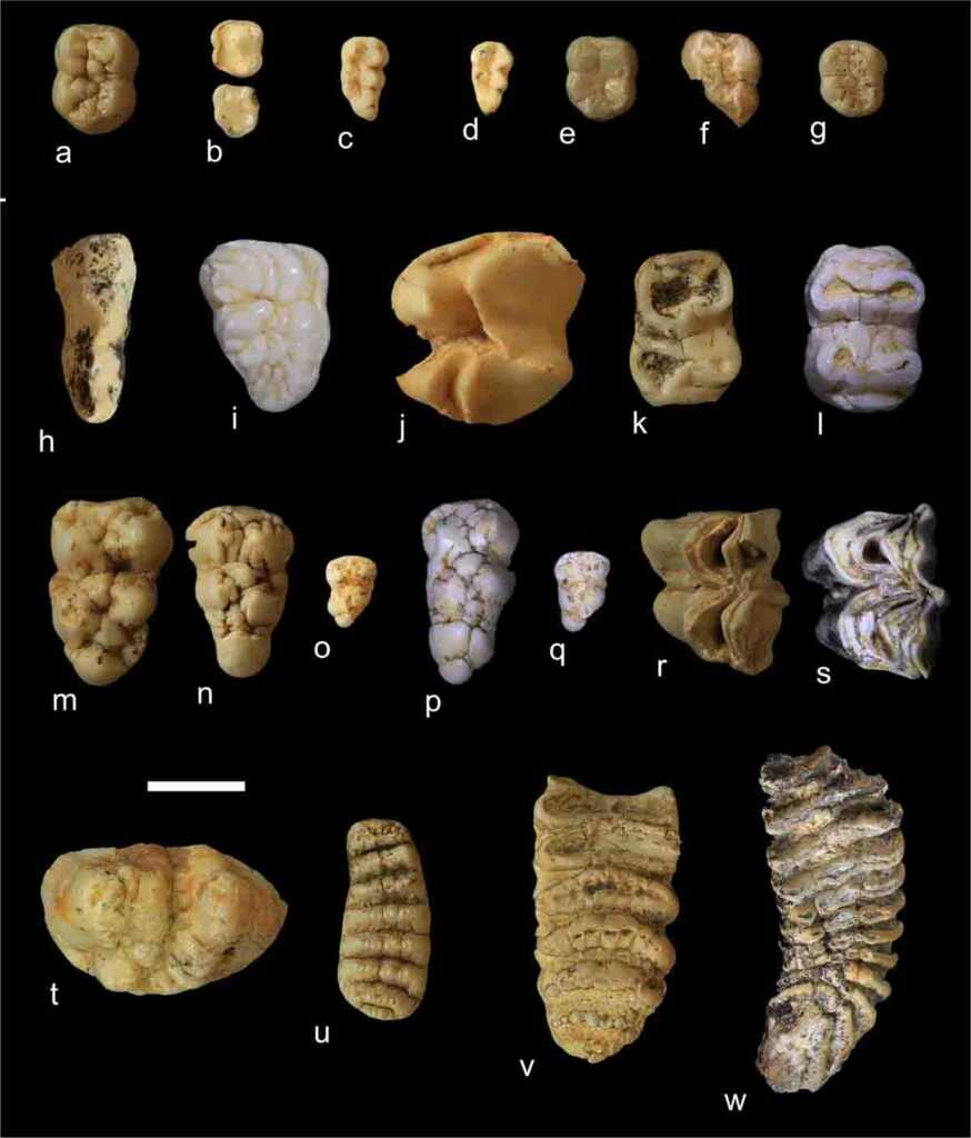 The mystery of Gigantopithecus blacki