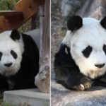 japanese oldest panda passed away