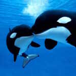 risk of extinction for southern resident killer whales