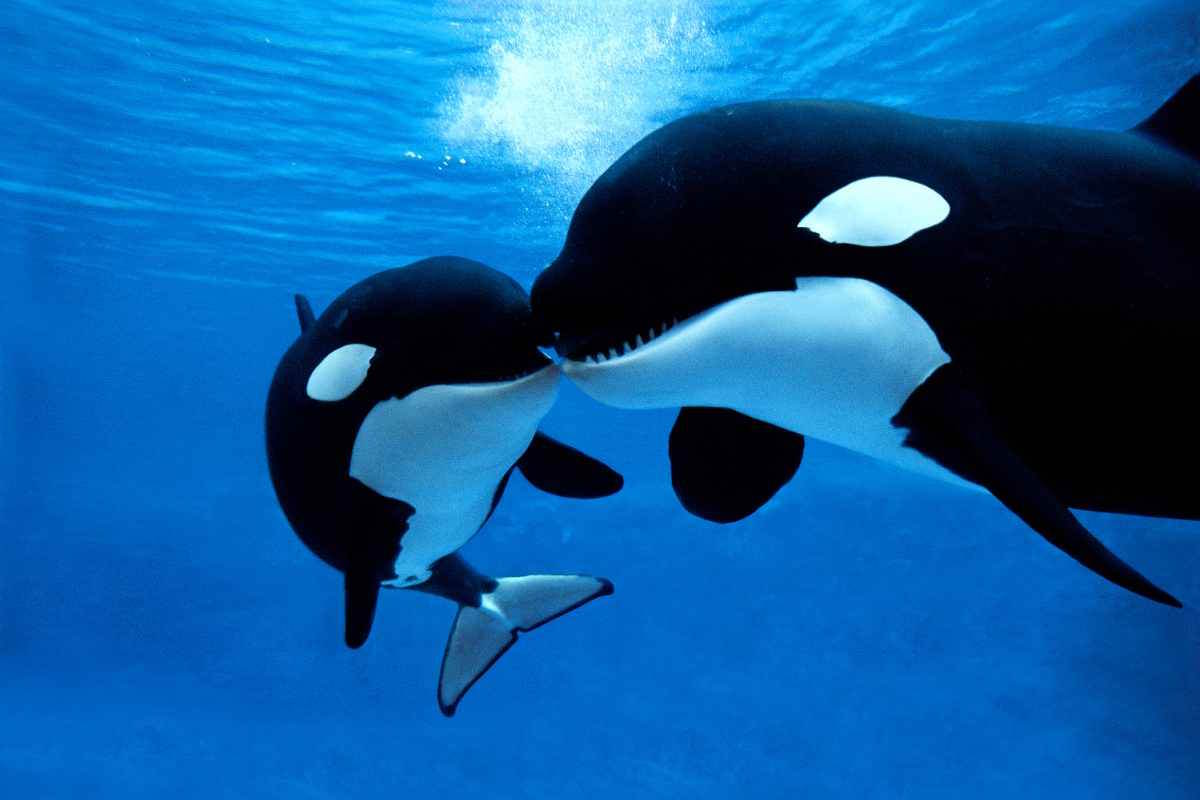 risk of extinction for southern resident killer whales