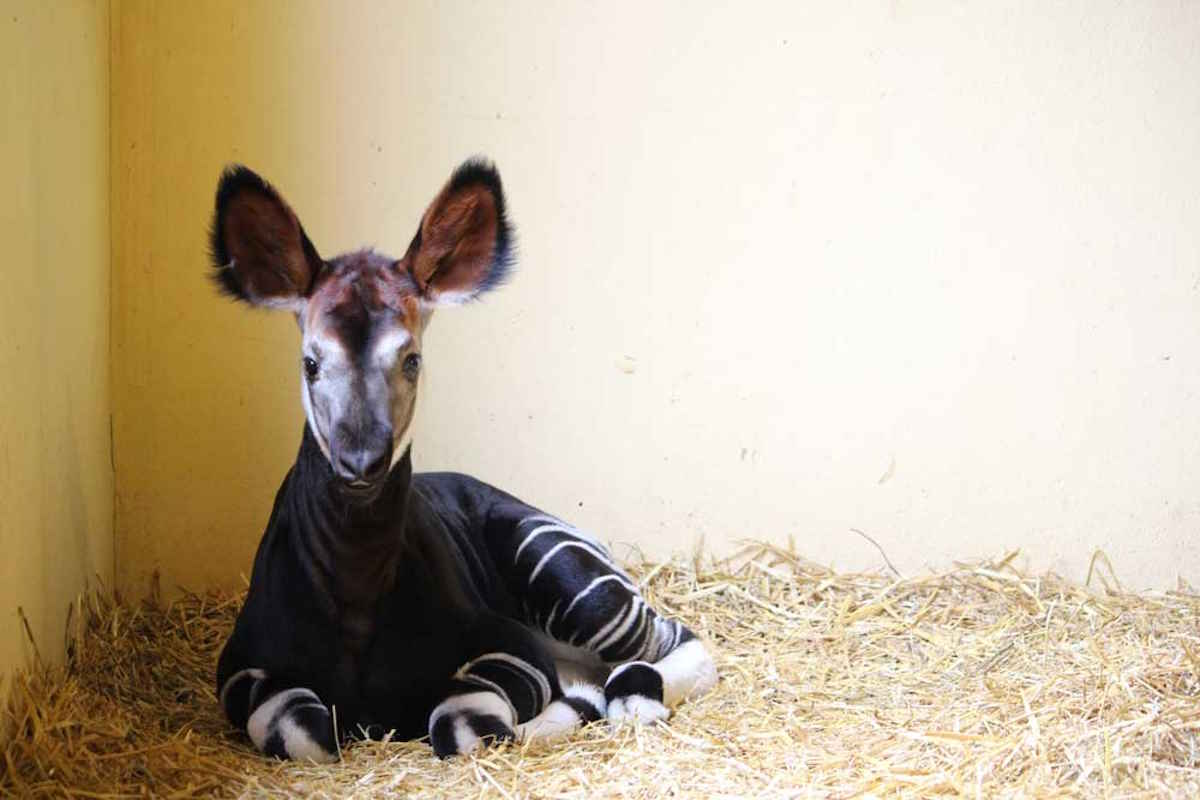 Okapi