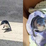 lost and found: a blue penguin at wellington airport