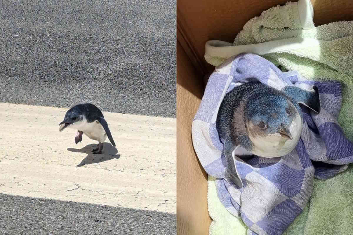 lost and found: a blue penguin at wellington airport