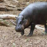 Pigmy Hippo