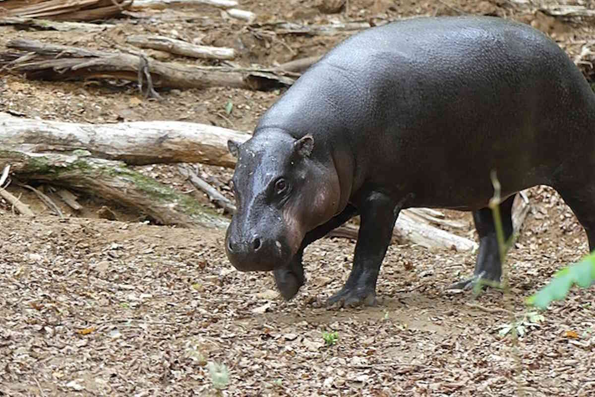 Pigmy Hippo