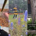 bee-costumed environmentalists bring wildflowers to the city