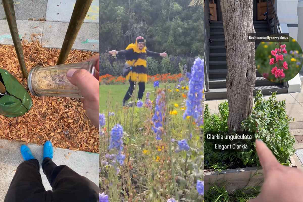 bee-costumed environmentalists bring wildflowers to the city