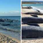 stranded pilot whales inAustralia