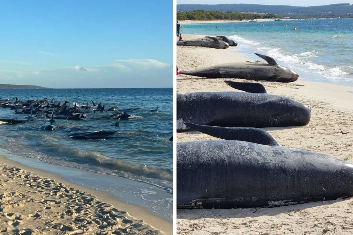 stranded pilot whales inAustralia