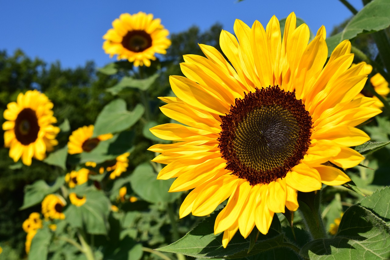 sunflower guerrilla gardening day