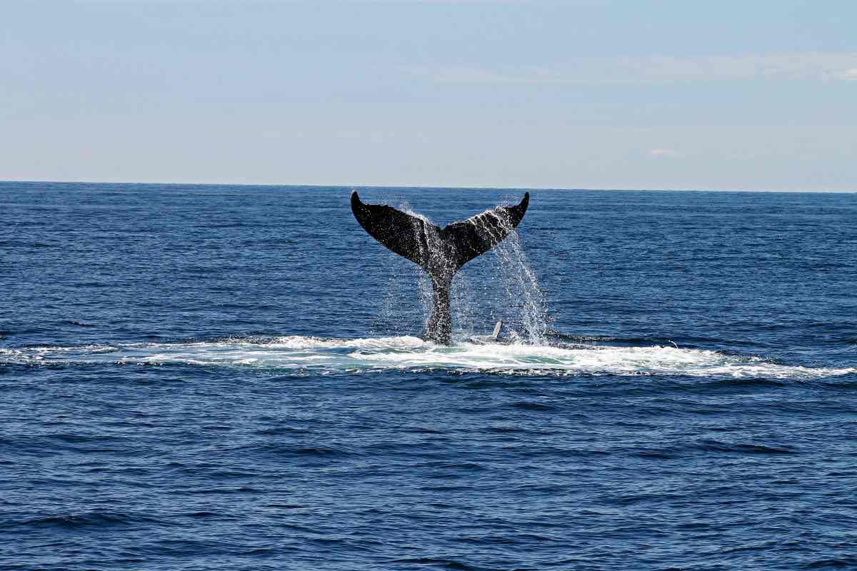 whales as legal persons