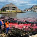 action against whale hunting in the faroe islands