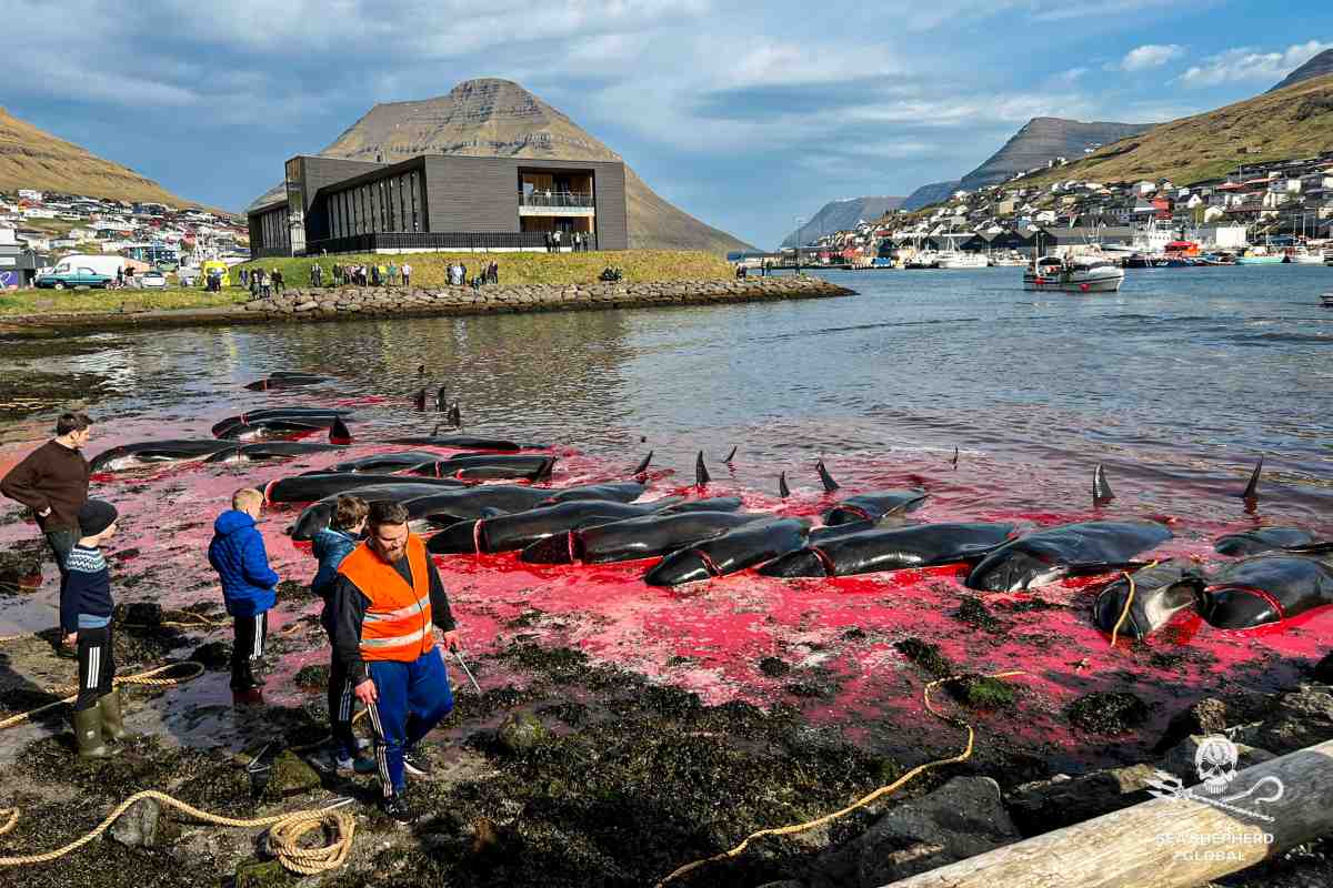 action against whale hunting in the faroe islands