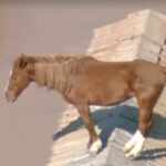 Horse on a roof rescued - Brasil