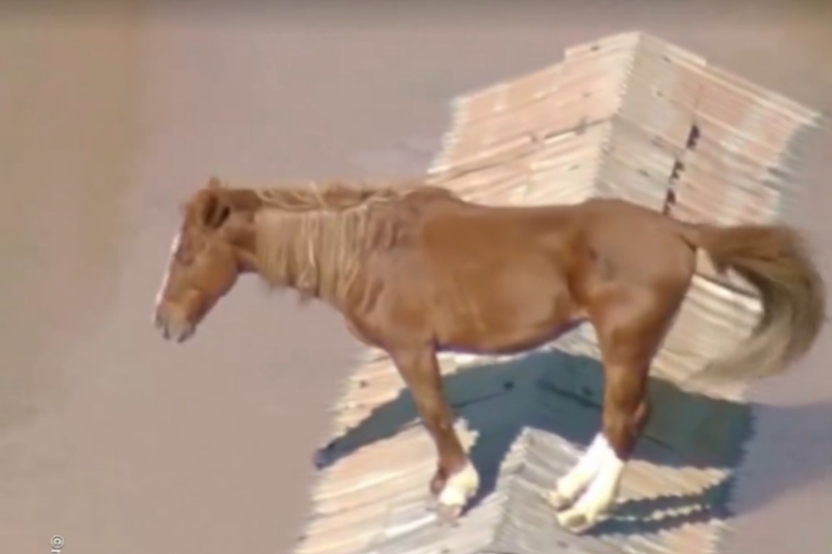 Horse on a roof rescued - Brasil