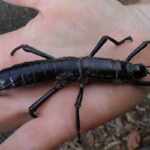 lord howe island stick insect: