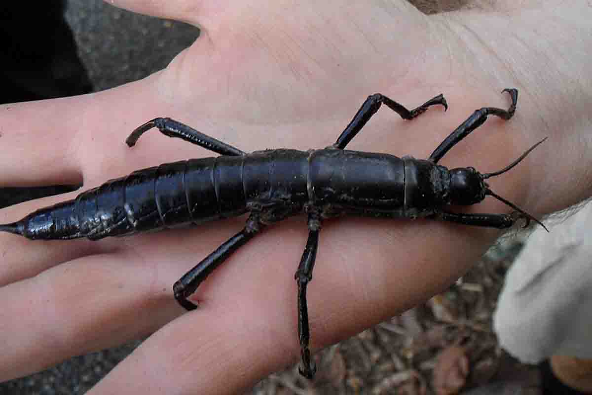 lord howe island stick insect: