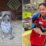 Malia sewing bandanas for abandoned animals