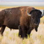 european bison in romania