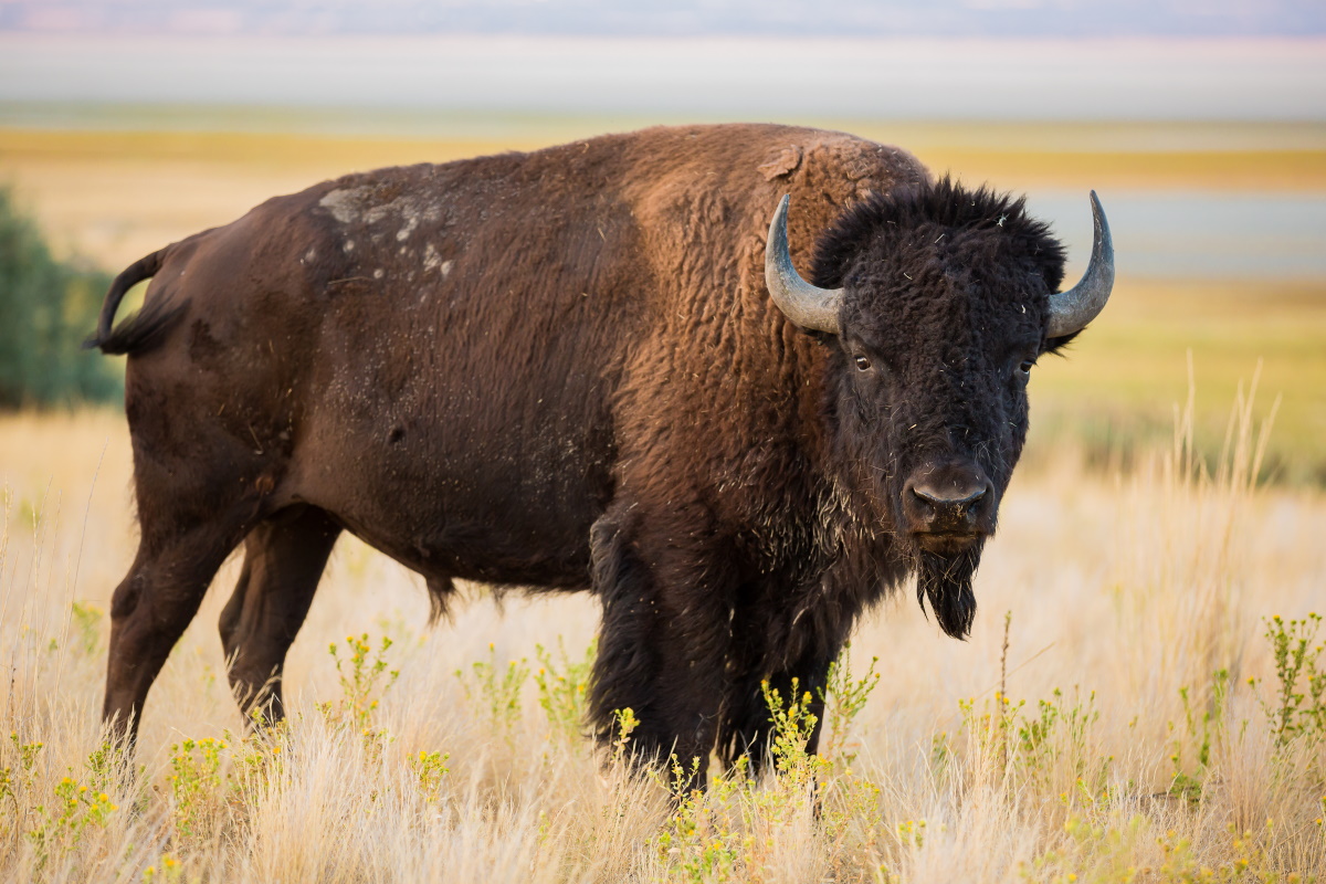 european bison in romania