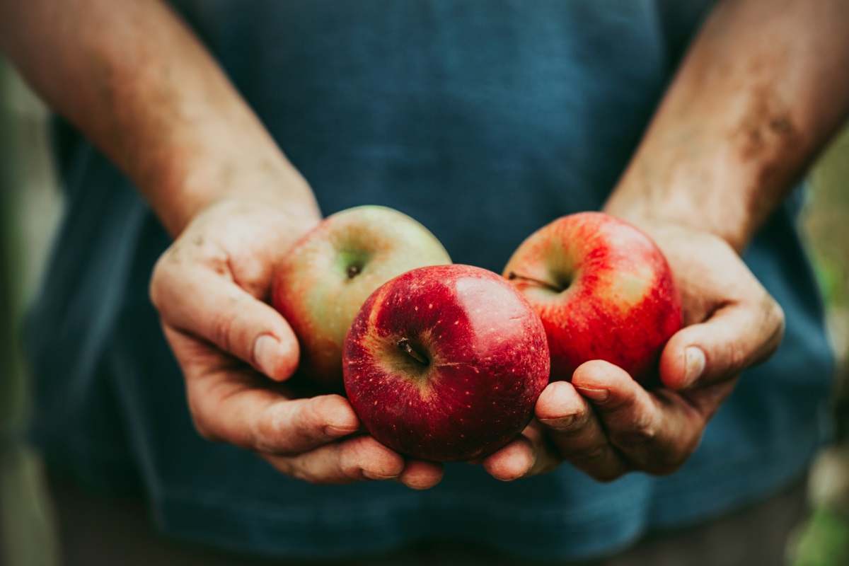 The Apple Hunter