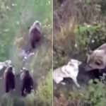 Husky playing with bears