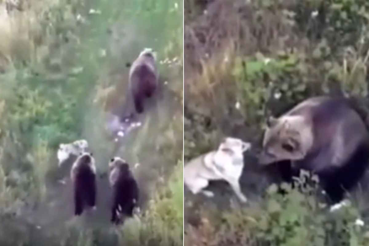 Husky playing with bears