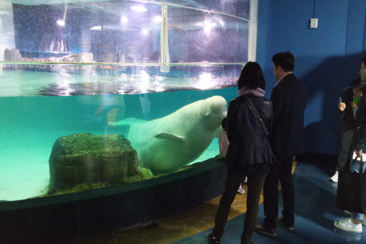 Beluga Bella trapped in a tiny pool