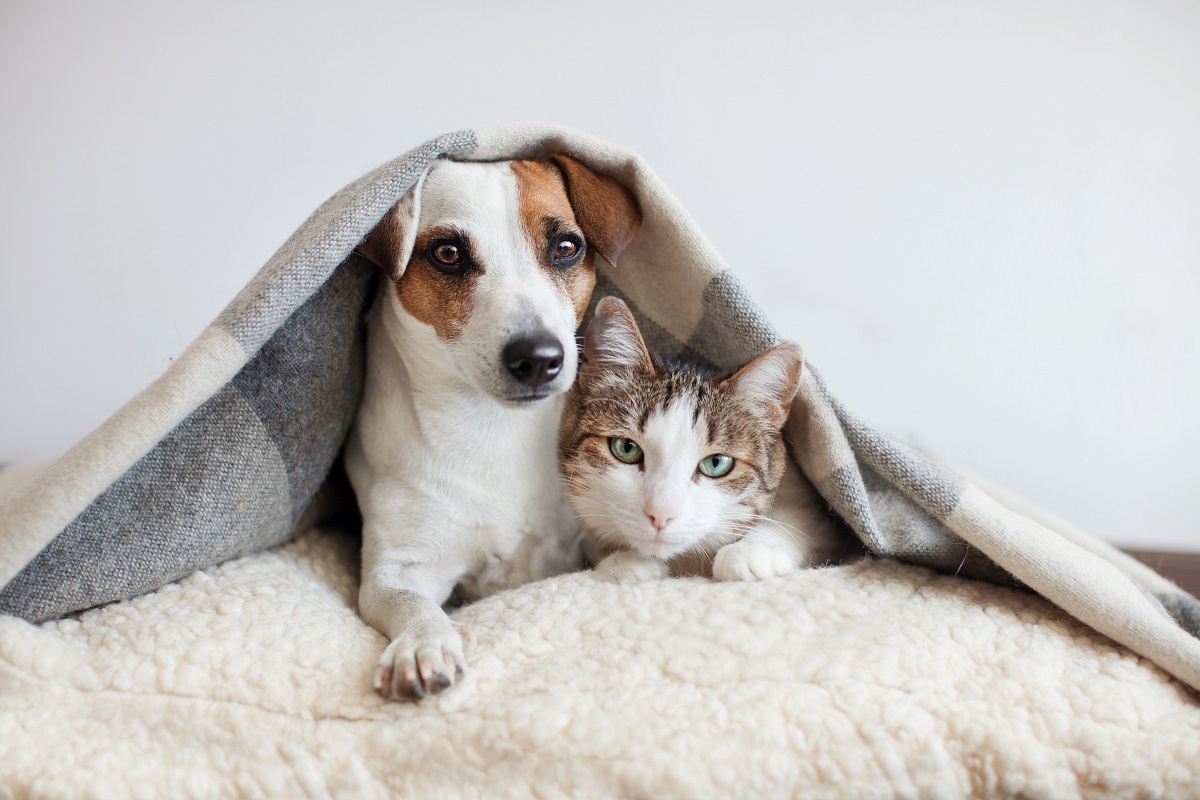 Dog and cat together