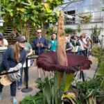 giant corpse flower