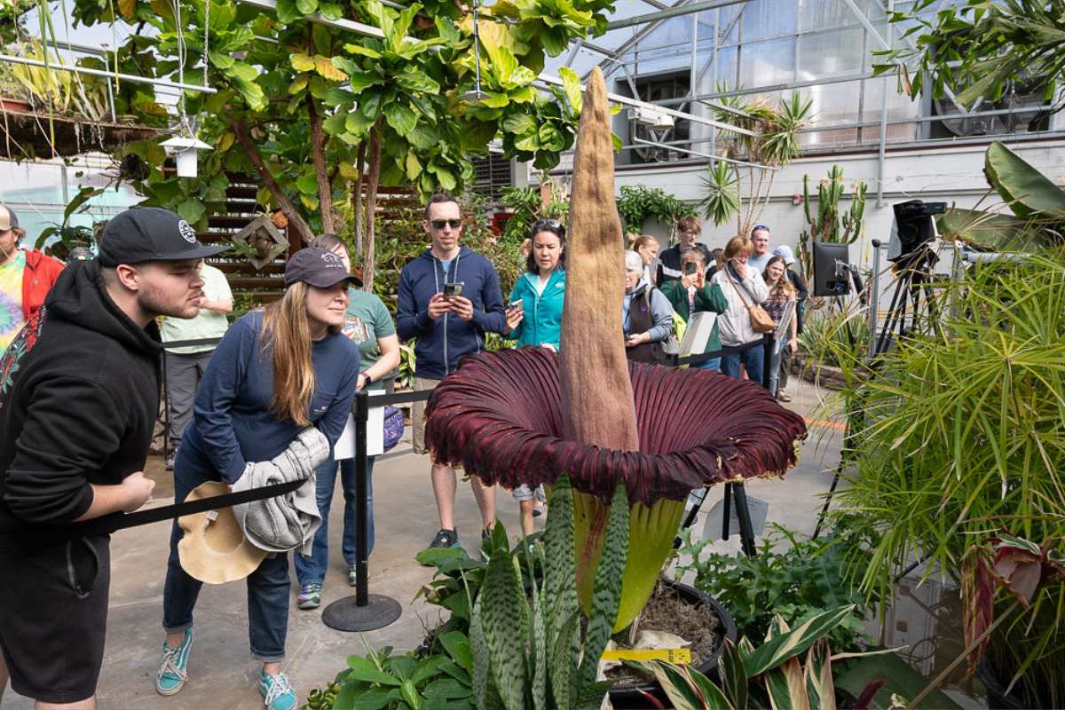 giant corpse flower