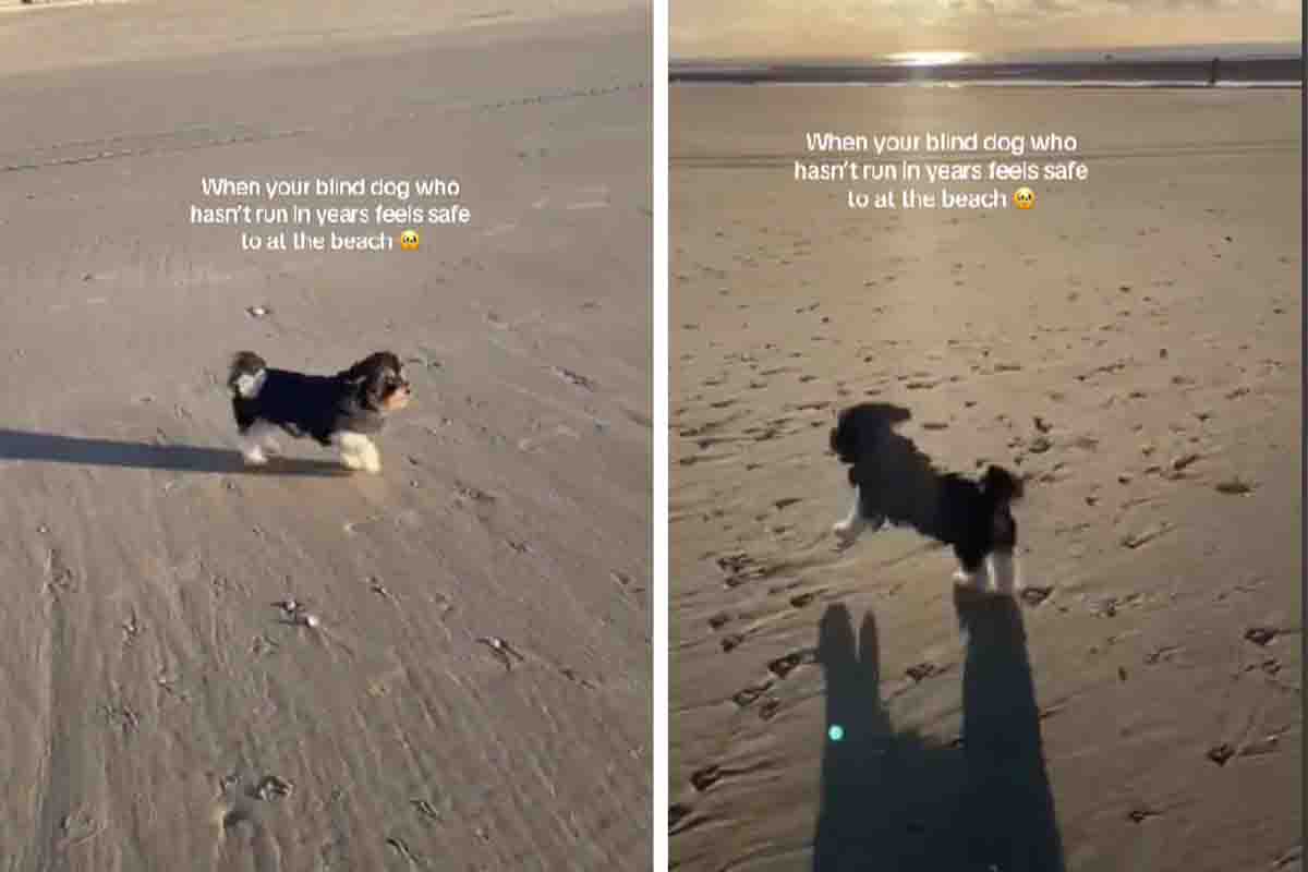 Daisy's joyful beach day