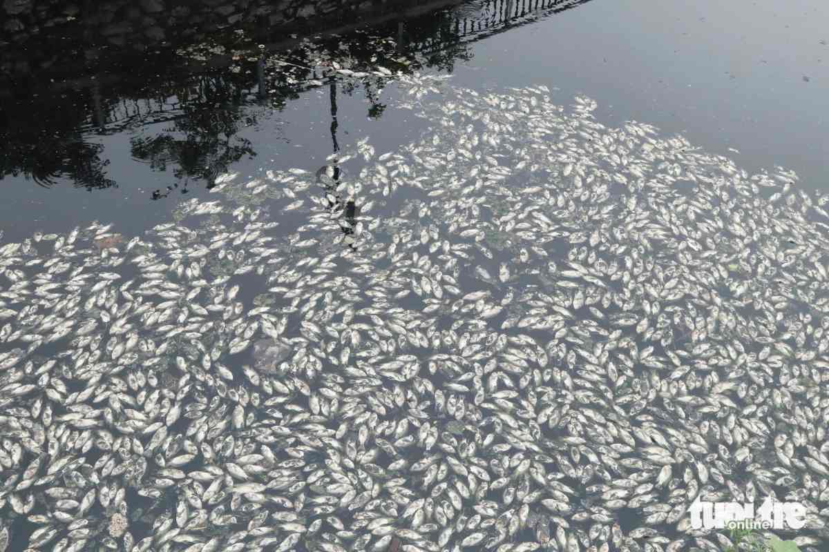 massive fish deaths in vietnam