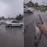 Fishes rain in Iran