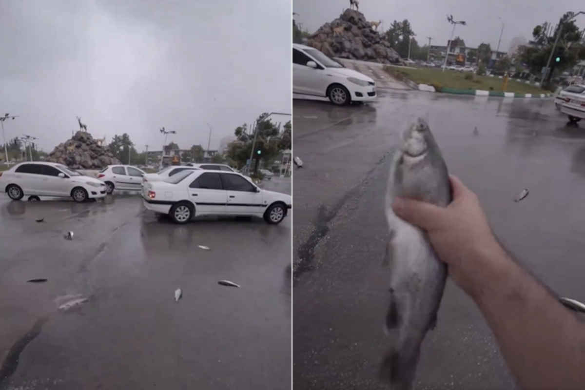 Fishes rain in Iran