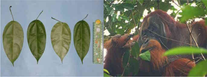 orangutan Rakus uses leaves for its wounds