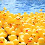 The environmental impact of plastic duck races