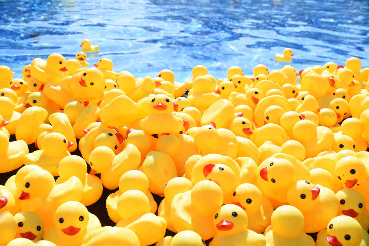 The environmental impact of plastic duck races