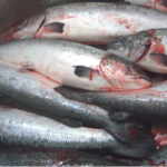 salmon farms