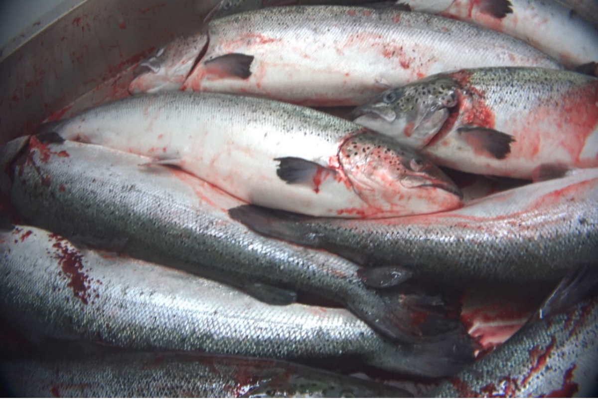 salmon farms