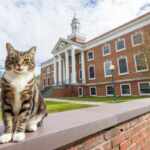 Stray cat at the Vermont State University