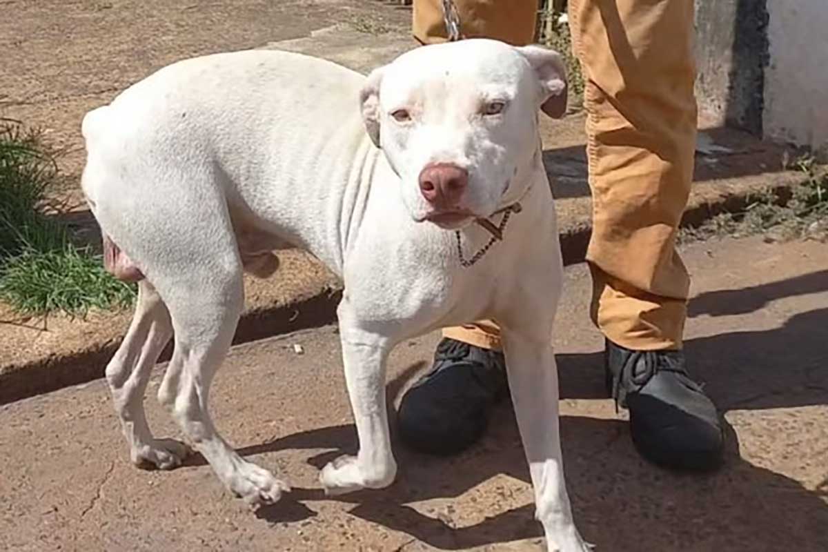 Thor the dog that saves his human family