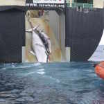 whaling in japan