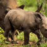 african parks' plan to reintroduce 2,000 rhinos