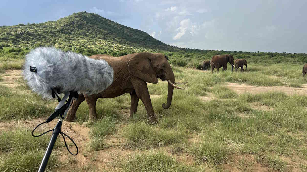 elephants identify each other by names