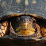 turtles (Terrapene carolina)