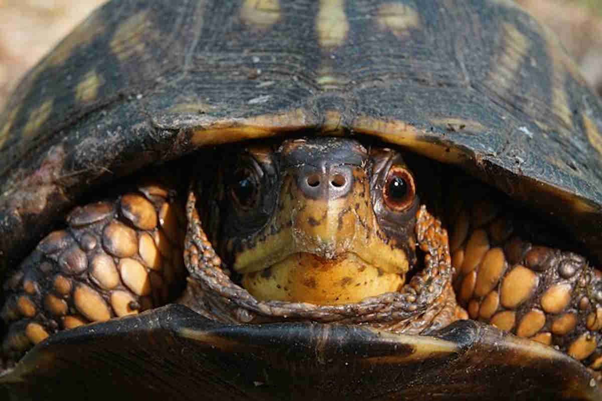 turtles (Terrapene carolina)