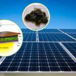 algae photovoltaic